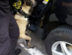 В Закарпатье на границе поймали любителей кайфа из ЕС