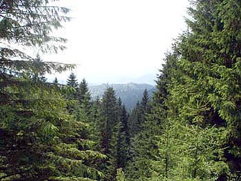 Карпатские леса.
