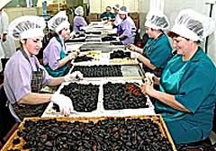 На Мукачевской кондитерской фабрике еще часто используется ручной труд.