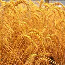 Цьогоріч зерна на Закарпатті зберуть більше, ніж торік.
