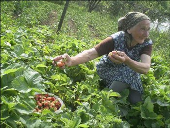Анна Явицкая собирает клубнику на собственном огороде.