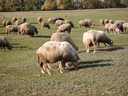 Закарпатских овцеводов провели на полонину