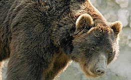 Медведь похозяйничал в больнице на Камчатке