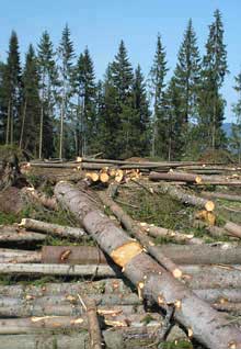 В Закарпатье процветают незаконная вырубка и переработка леса