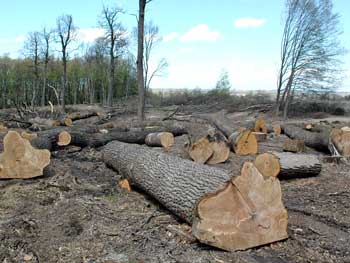 За останні 5 років на Івано-Франківщині порушили 217 кримінальних справ за самовільне вирубування лісів.