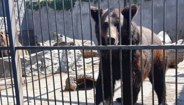 Два нові мешканці їдуть в Реабілітаційний центр для бурих ведмедів до Синевиру
