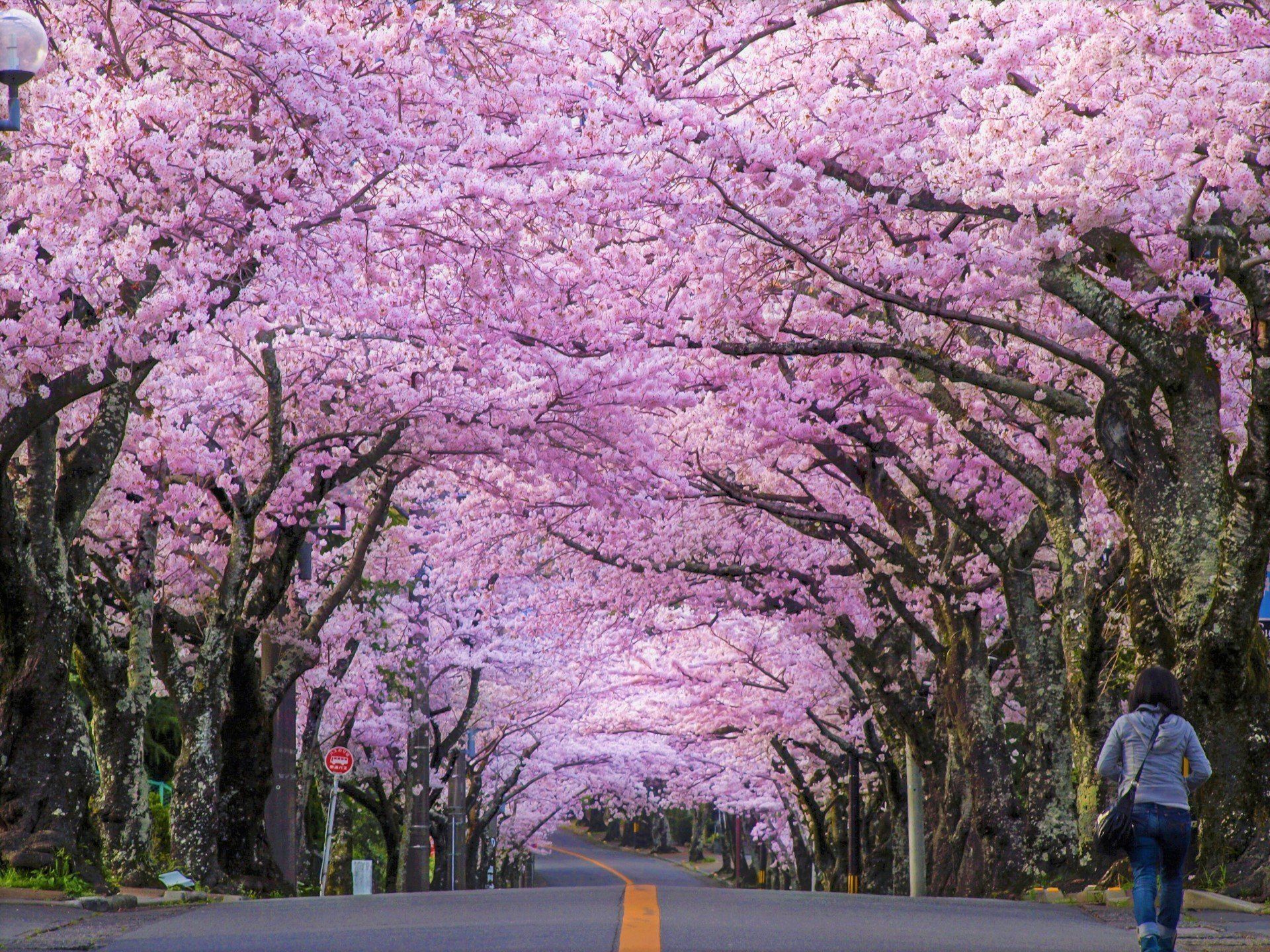 Сакура уход. Япония дерево Сакура. Сакура дерево цветение. Цветение Сакуры в Японии сады. Сакура дарахти.