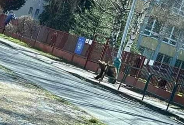  Медведь атаковал прохожих в Словакии, пострадали люди 
