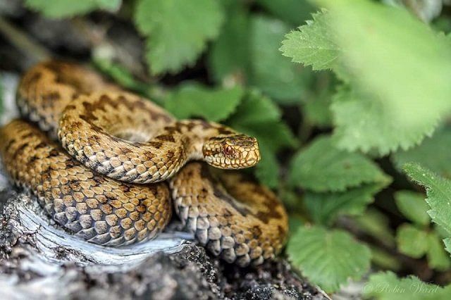  В Закарпатье активизировались гадюки: змея атаковала мужчину прямо во дворе