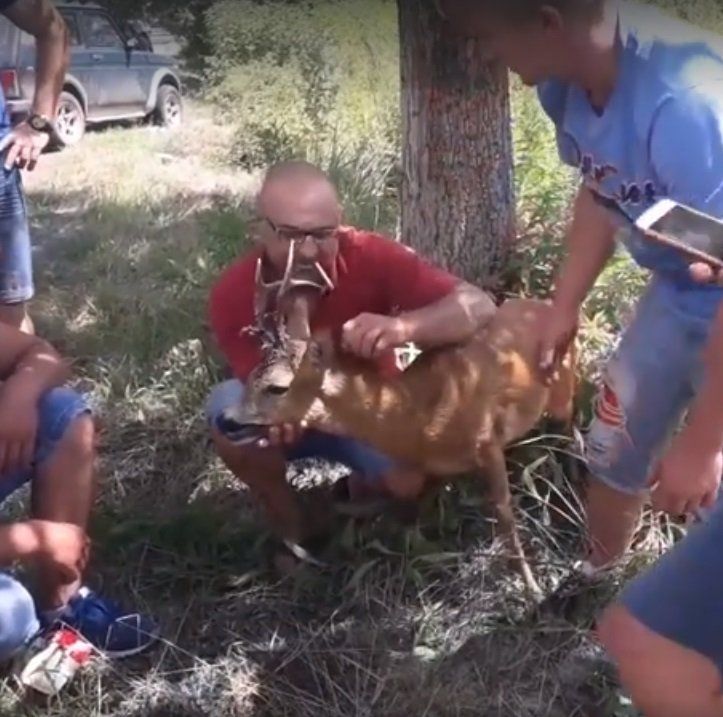 В Закарпатье сбитое животное отвезли к врачу сразу же после ДТП