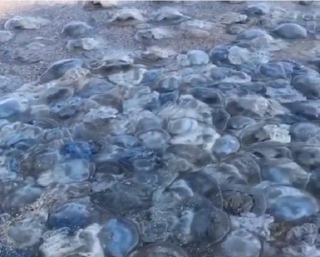 Это жесть: Нашествие медуз на популярном курорте в Кирилловке шокировало украинцев