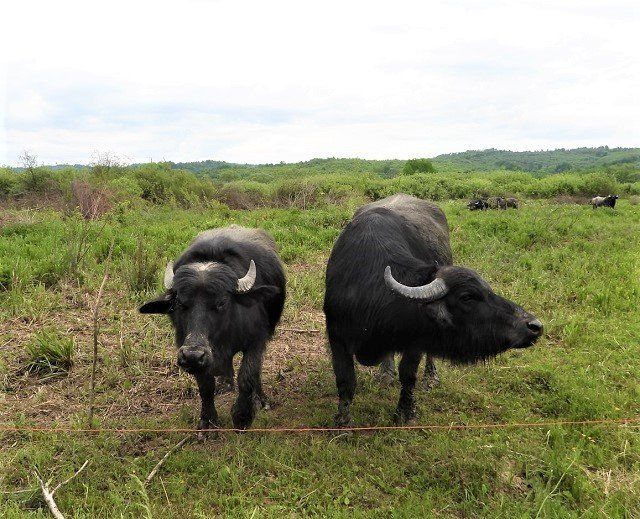 У Долині нарцисів в Закарпатті оселились карпатські буйволи. 