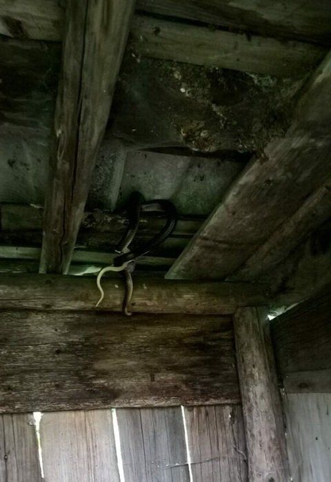  В Закарпатті дві чималі змії пробралися в будинок місцевого мешканця 