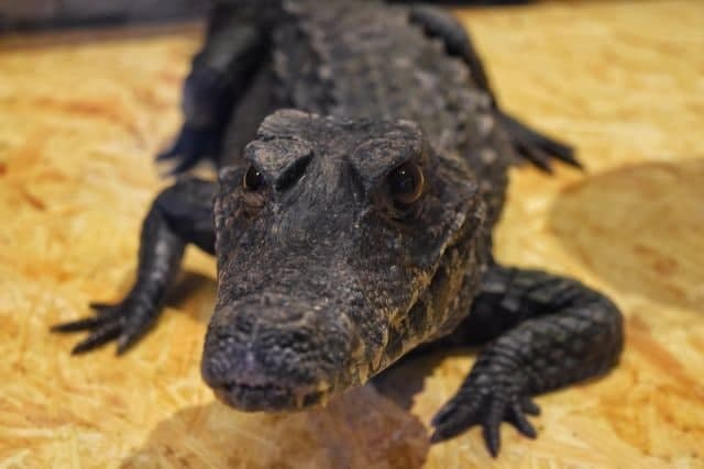 В обласному центрі Закарпаття можна буде побачити справжнього живого крокодила