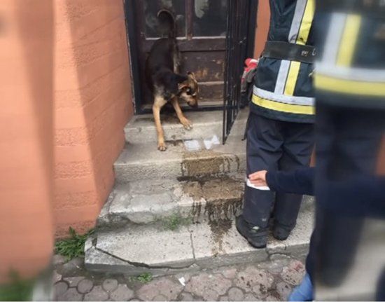 В Закарпатье прохожие спасли собаку