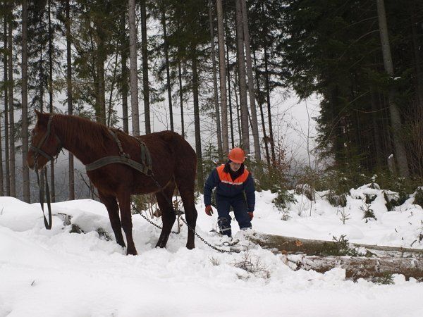 Стягує деревину з лісу до дороги у високогір'ї Дмитро КОСТЯК.