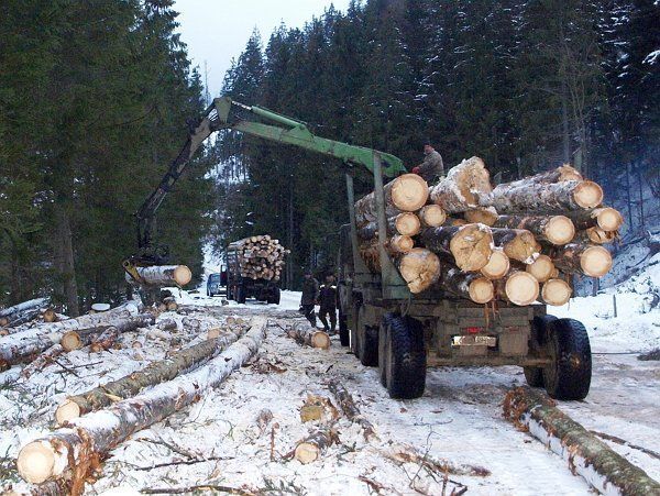 Трелювання деревини є звичним для Кедринського лісництва.