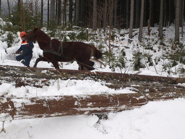 Трелювання деревини є звичним для Кедринського лісництва.