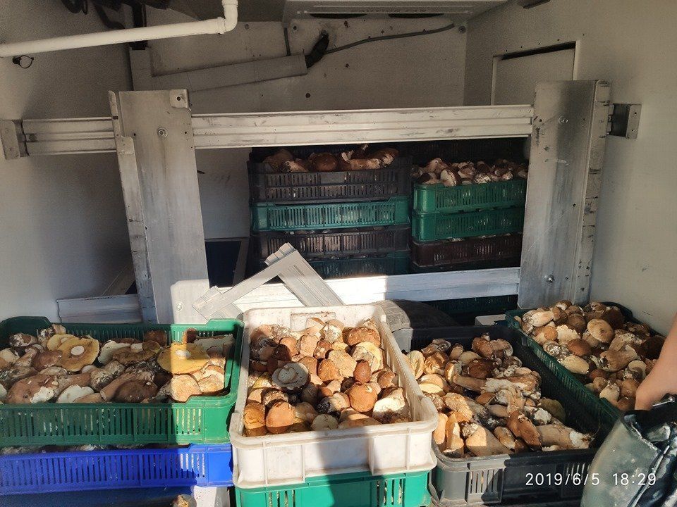 В Закарпатье продают белые грибы целыми микроавтобусами