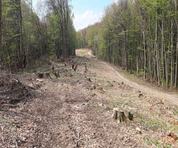 На Закарпатье вырублено и присвоено более 2500 кубометров лесодеревины