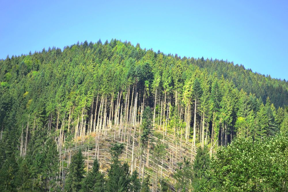 Останнім буреломом у 2-х районах Закарпаття знищено більше тисячі гектарів лісу
