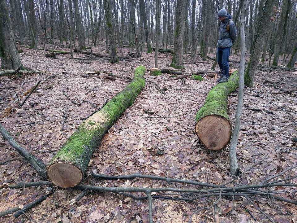 В Ужгородському у лісгоспі пообіцяли призупинити вирубку дубу