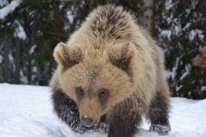 У Карпатському реабілітаційному центрі перебуває 25 ведмедів