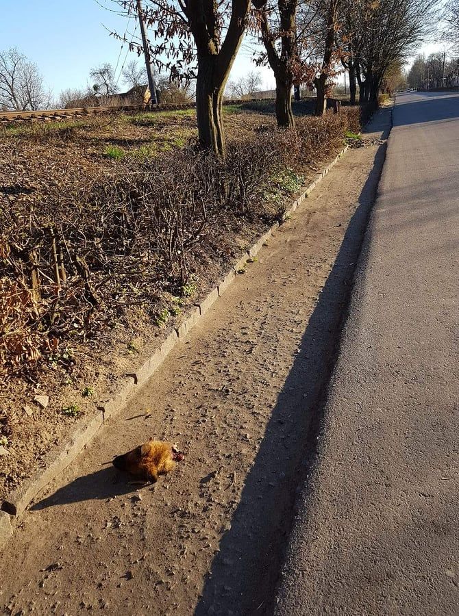 Відрізану голову собаки знайшли на дорозі в Мукачево