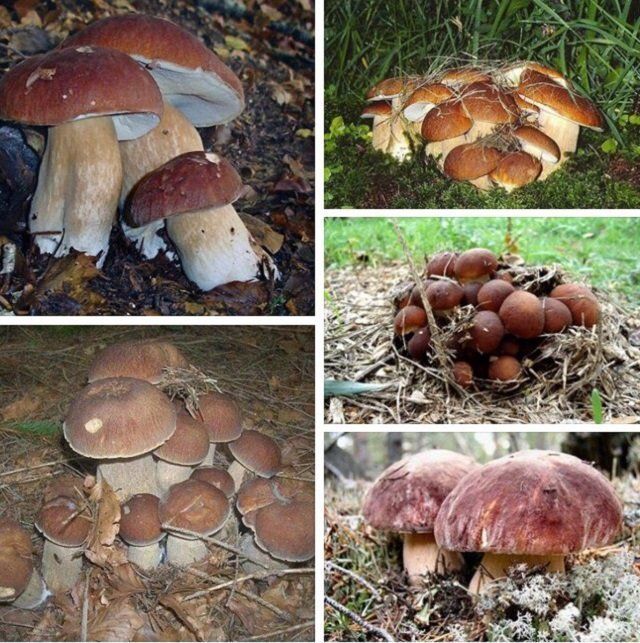 В Закарпатье уже во всю собирают осенние грибы