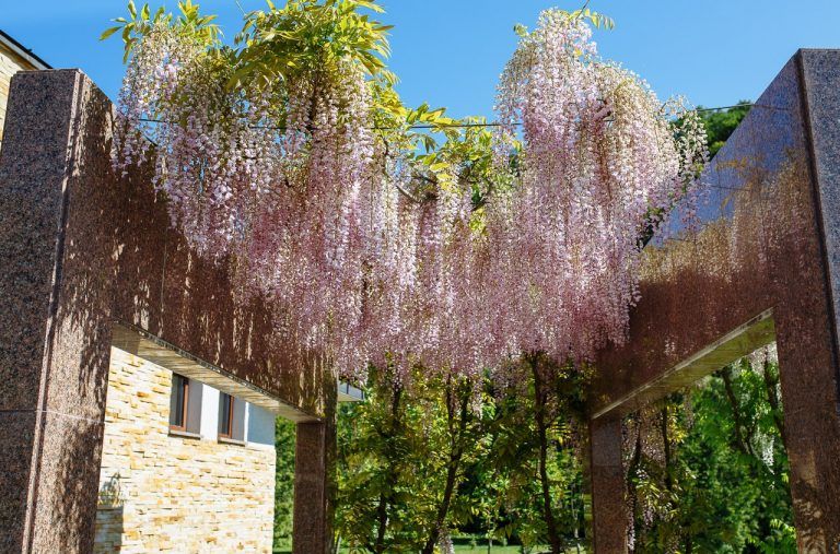 Чарівний квітковий оазис Закарпаття — Деренівська Купіль