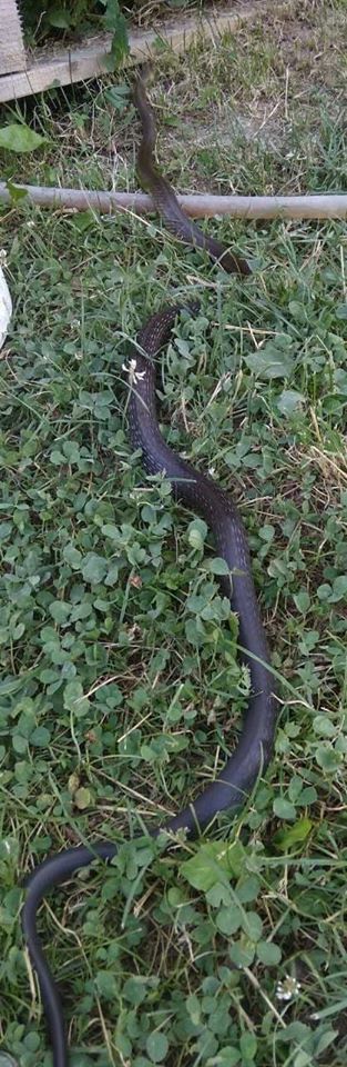 В Ужгороде наткнулись на змею размером с полноценного человека
