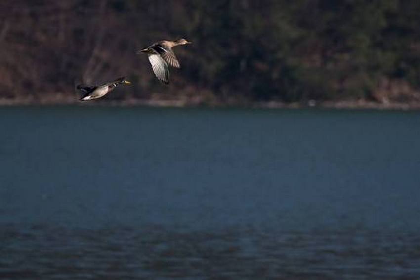 Дикие утки над Ольшанским водохранилищем