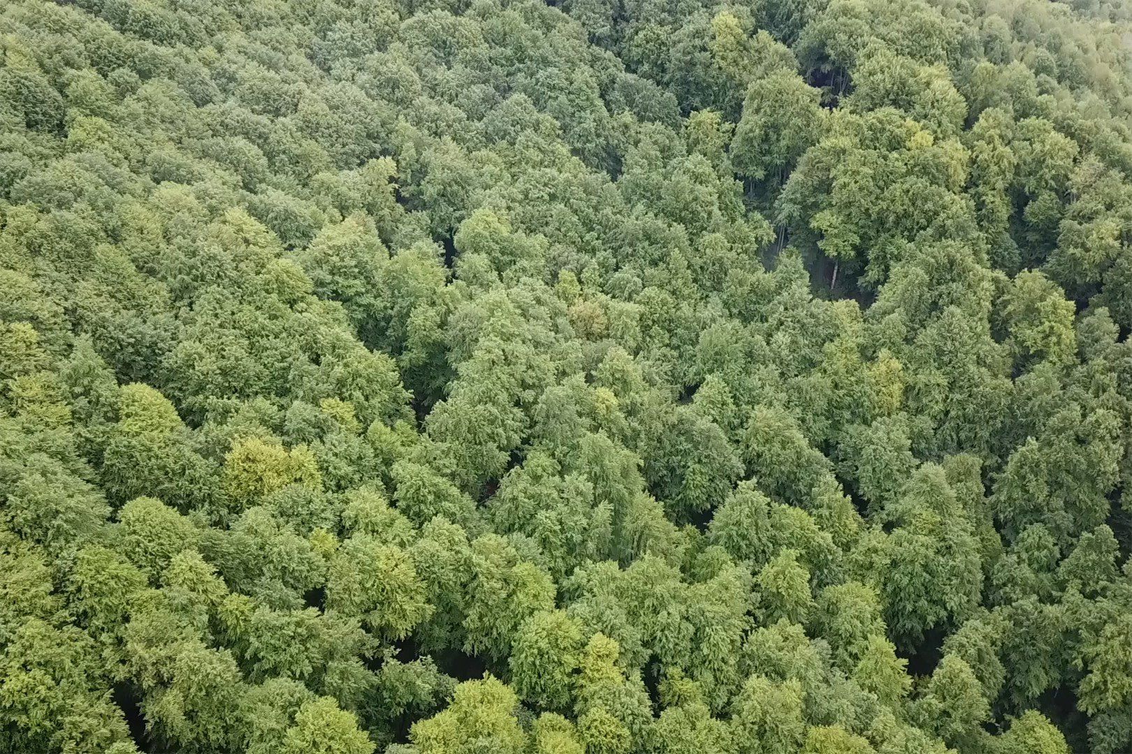 "Зелені легені” Карпат з висоти пташиного польоту