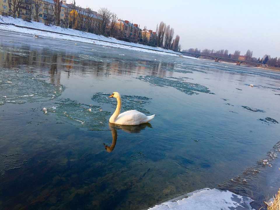 Белого лебедя часто можно увидеть плавающим на Уже в Ужгороде