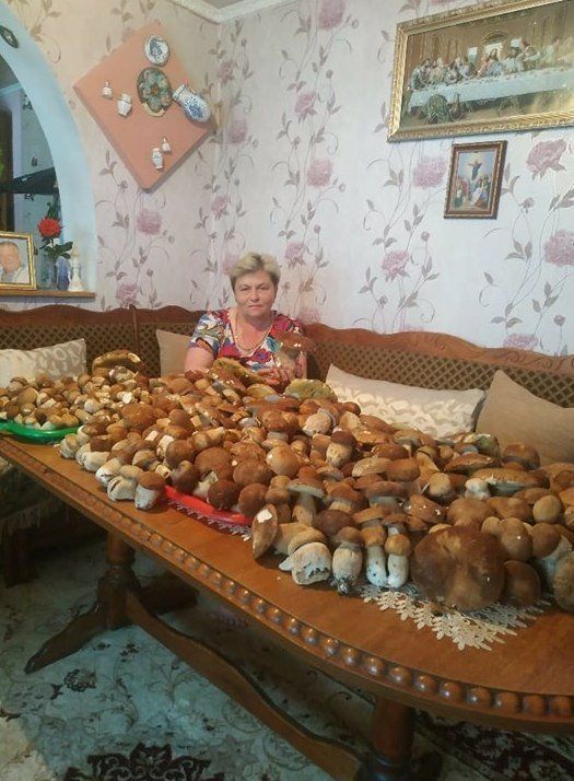 У лісах Закарпаття Василь Шпонтак із США за три години зібрав 150 кг грибів