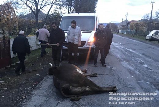 Авто смертельно збило корову на Виноградівщині