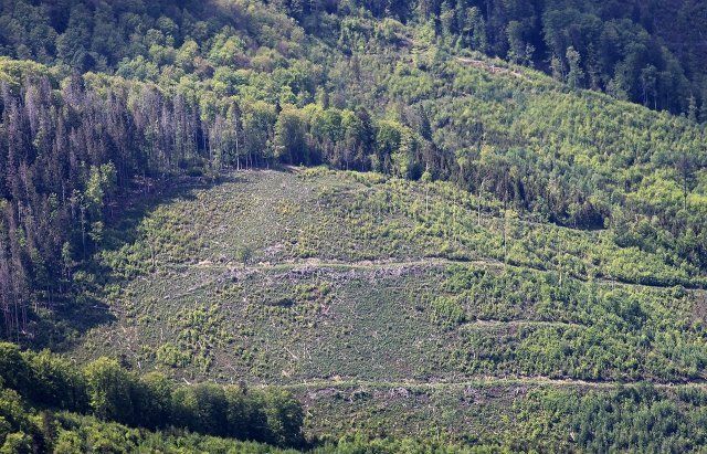 Жахливі вирубки лісів у горах Закарпаття