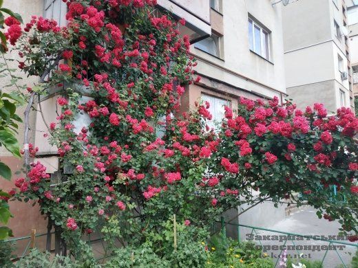 В Ужгороді квітують троянди — рожеві, бордові, червоні