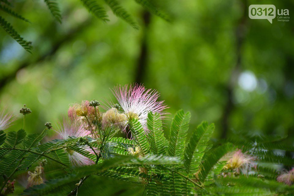 Величезне дерево в Ужгороді розквітло унікальниими повітряно-рожевими суцвіттями