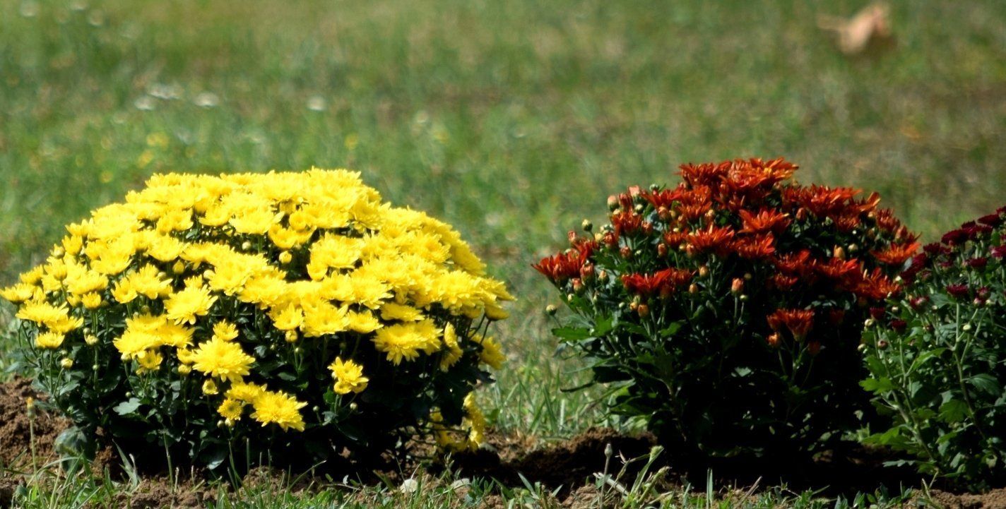Ужгород продовжує розквітати різнокольоровими хризантемами