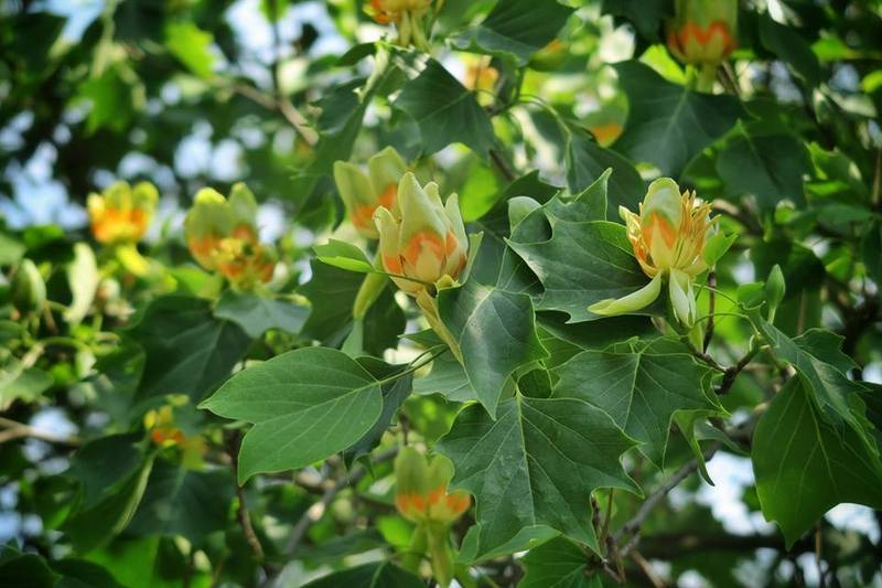 Одно из наиболее экзотичных деревьев - Лириодендрон тюльпановый