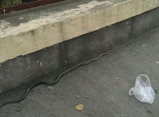 В центре Ужгорода большая змея напугала прохожих