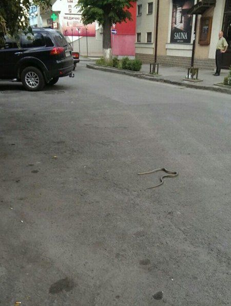В центре Ужгорода большая змея напугала прохожих