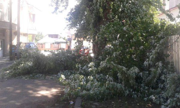В Ужгороде большая ветка упала на дорогу