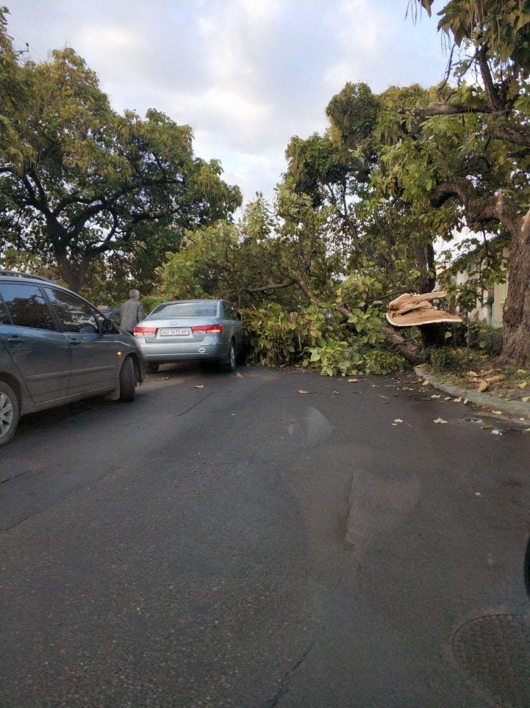 Зранку велетенське дерево впало і перегородило вулицю в Ужгороді