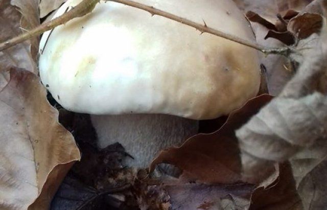 Листопадові гриби Закарпаття — дивіться, які красені