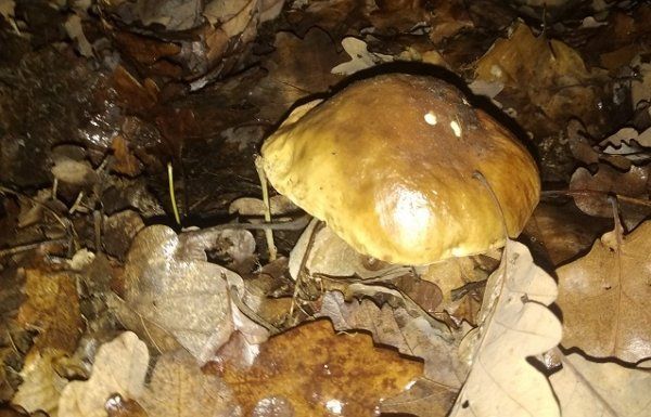 Майже напередодні католицького Різдва Закарпаття продовжує радувати грибами у своїх лісах