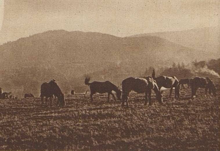 Конюшня племінних жеребців у Тур’я-Реметі на Перечинщині колись гриміла далеко за межами Закарпаття