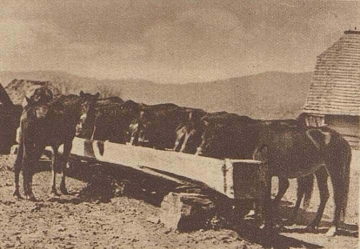 Конюшня племінних жеребців у Тур’я-Реметі на Перечинщині колись гриміла далеко за межами Закарпаття