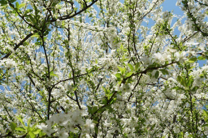 Веселкове весняне цвітіння мешканців Закарпаття цьогоріч через коронавірус не радує